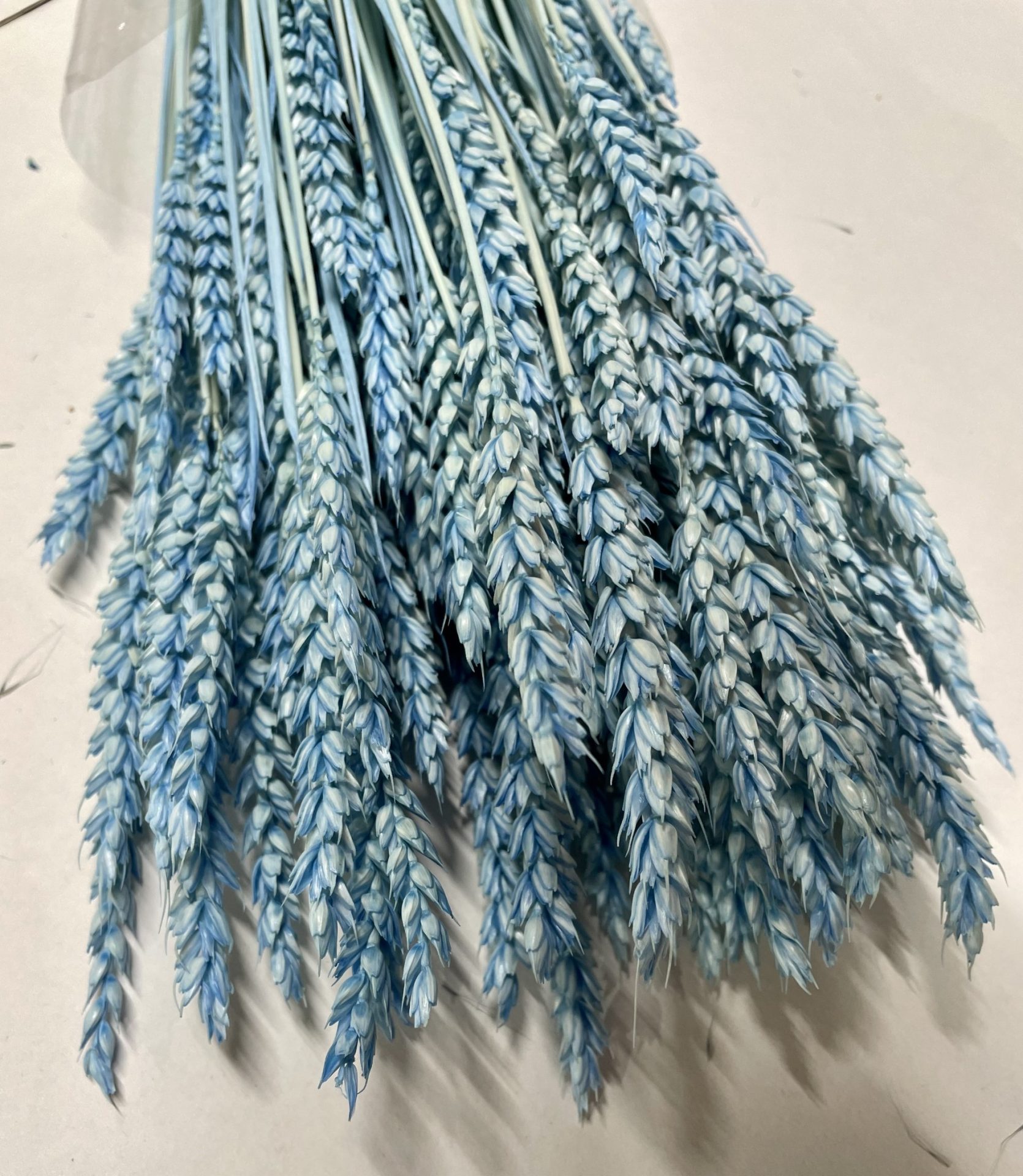Branche bleue de blé sec 6 pcs.