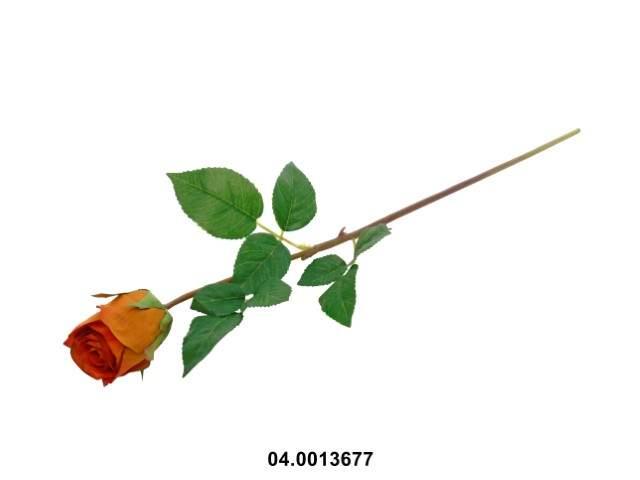 Pied Rose Orange 60cm