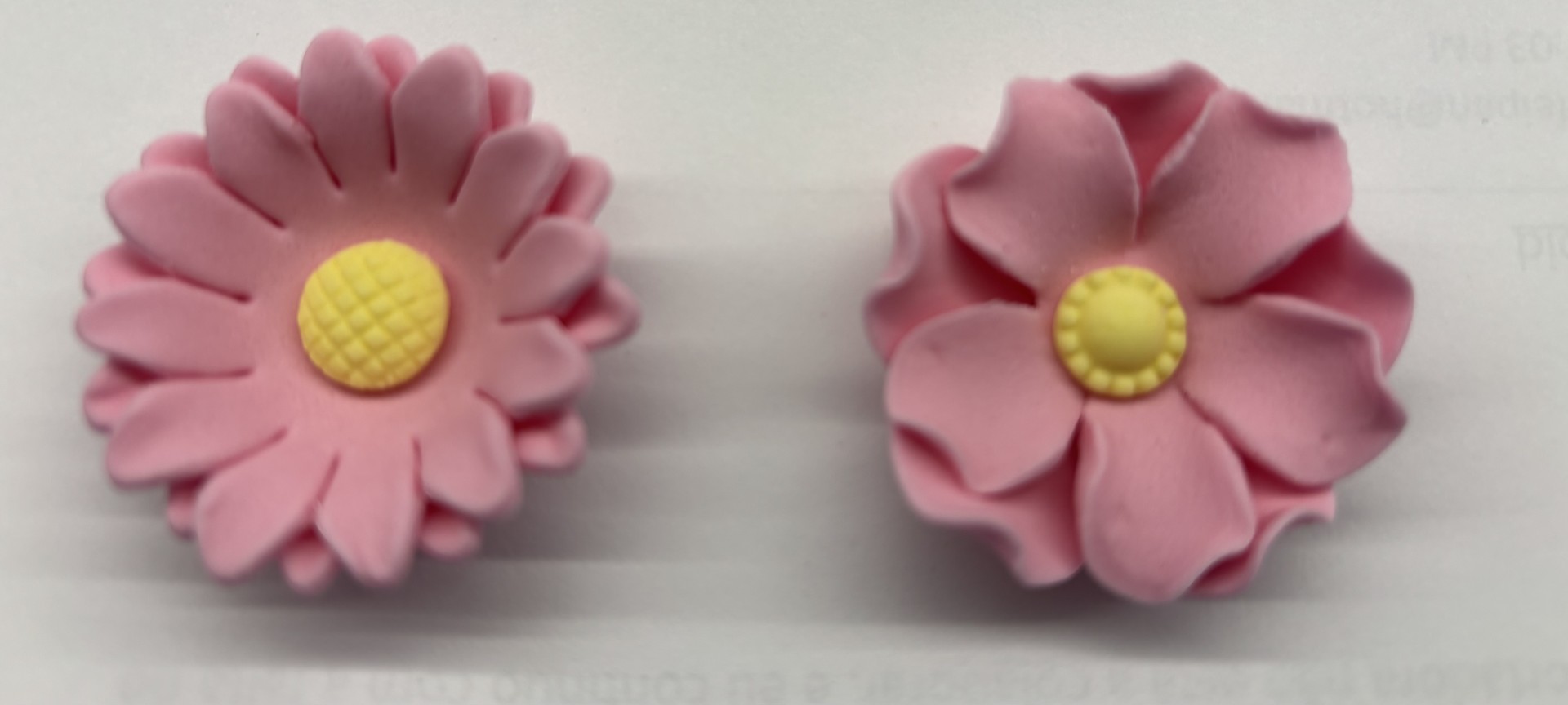 Marguerite d’Afrique rose Boîte 36