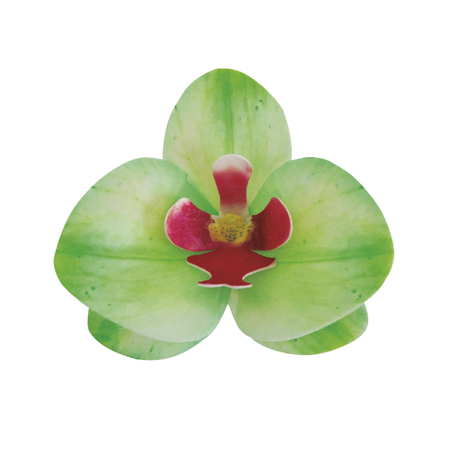 Orchidée Hôte Verte 8.5cm - 7.5cm - 10 unités