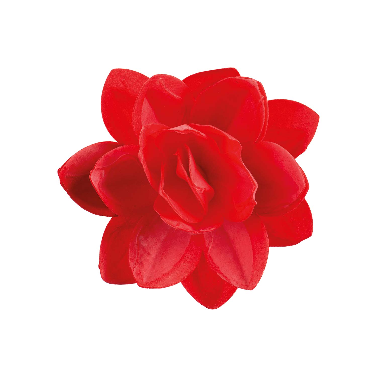 Fleur d’hôte rouge 13 cm