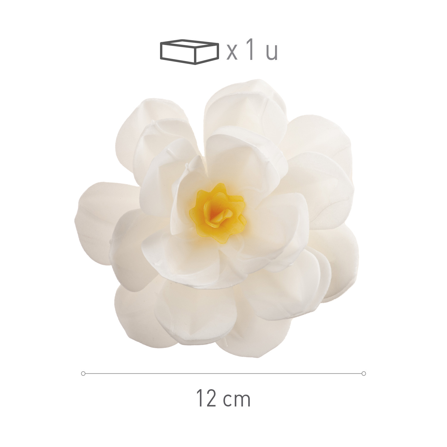 Fleur d’hôte blanche de 12 cm