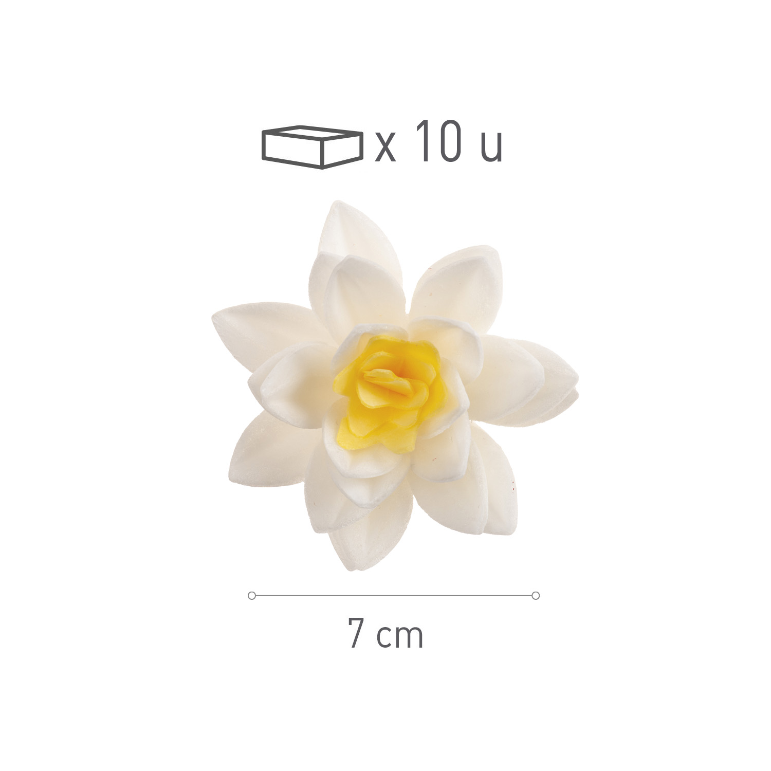 Fleur hôte blanche de 7 cm, boîte de 10
