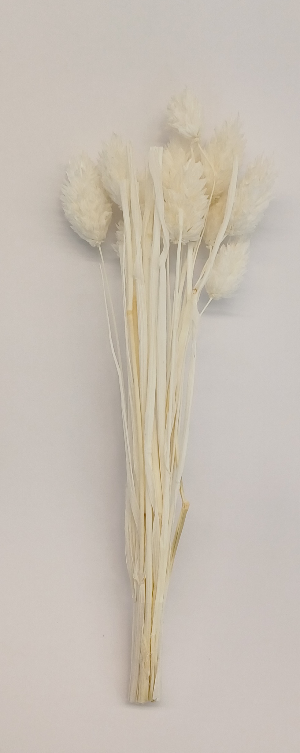PHALARIS Branche de fleur séchée blanche