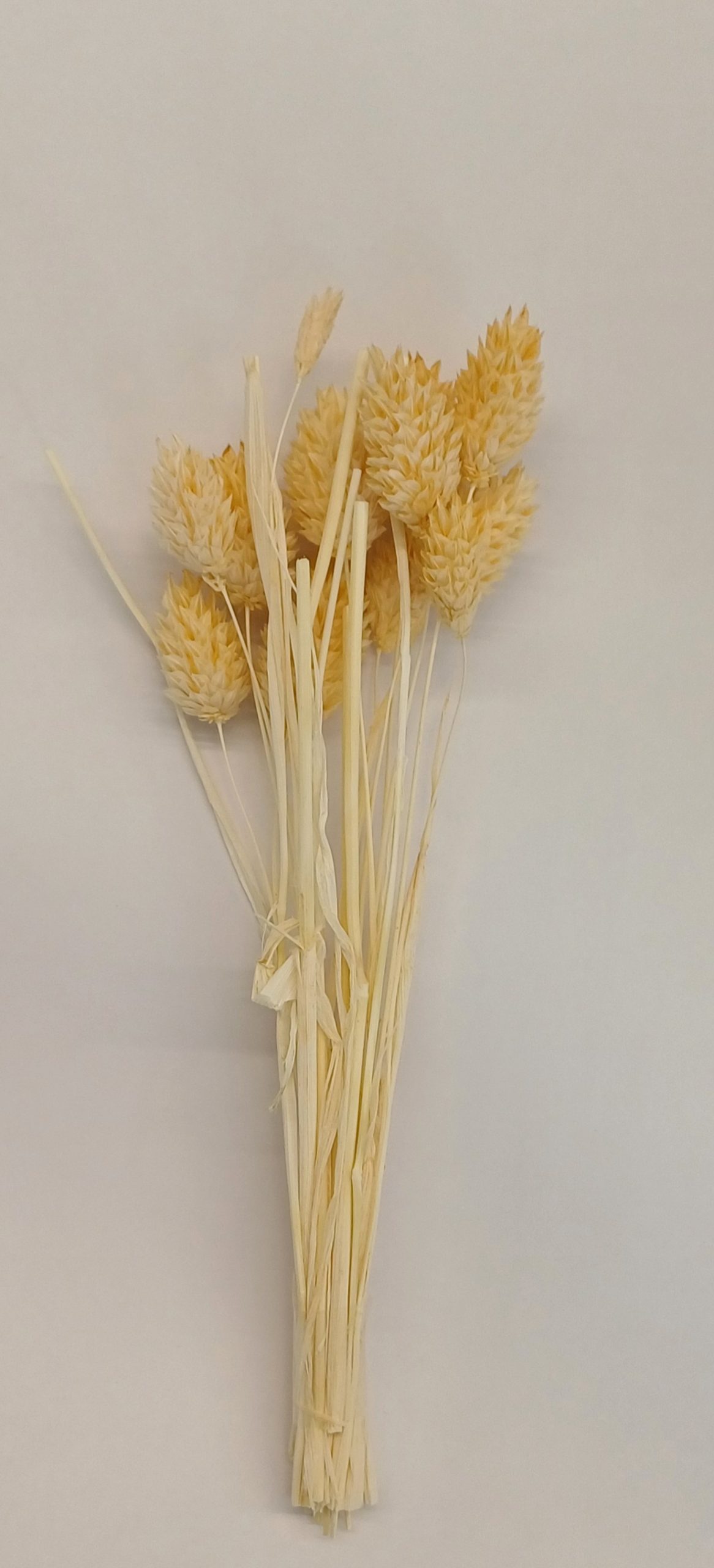 Fleur Beige Séchée PHALARIS Sc.10 Branche