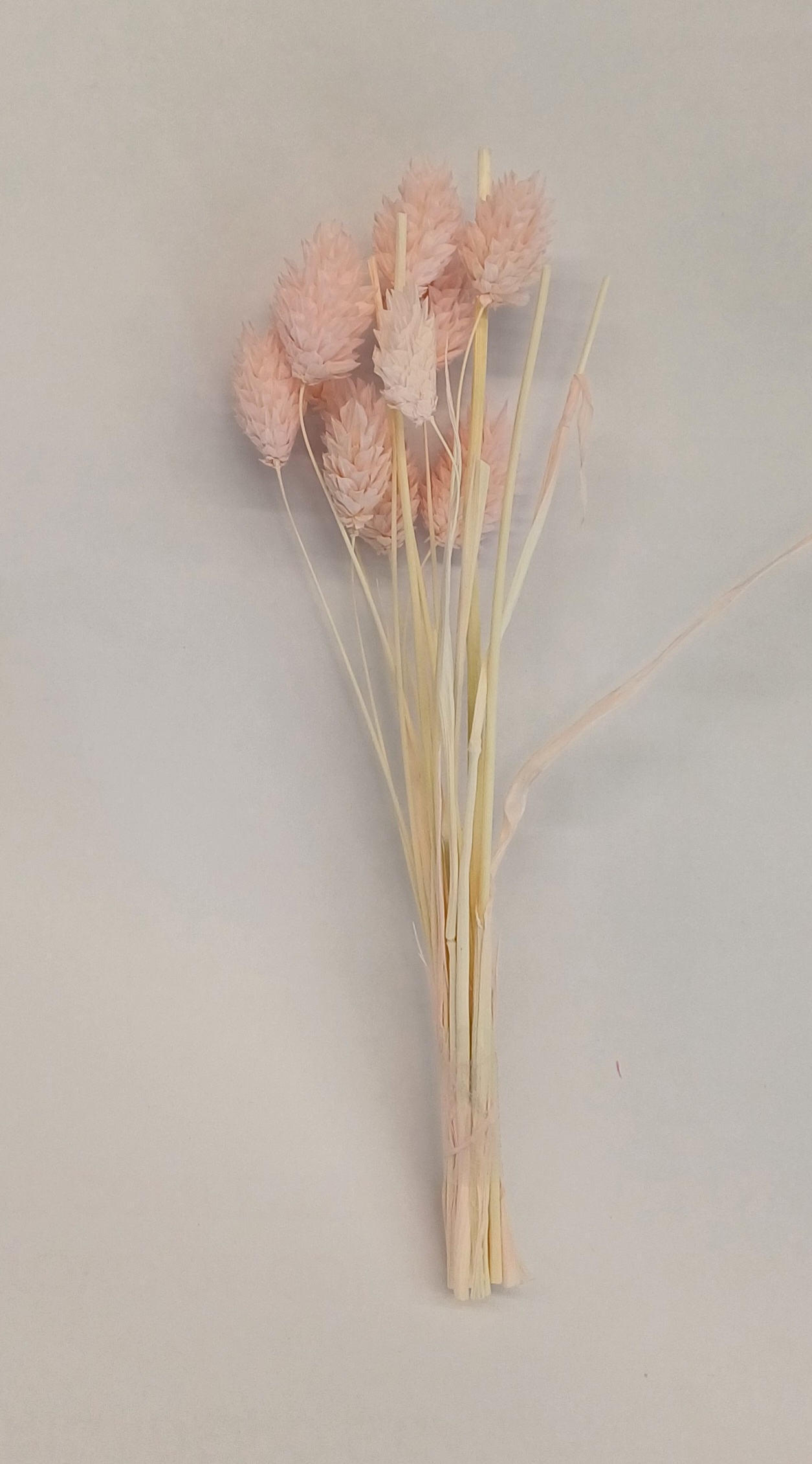 Branche de Phalaris de fleur séchée
