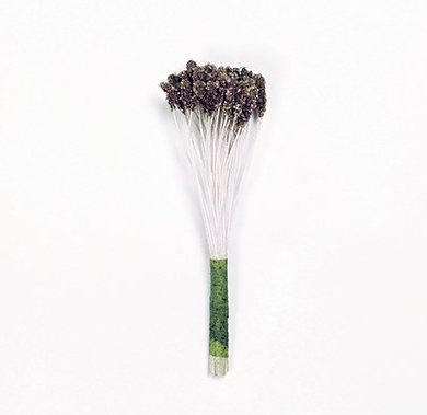 Étamines brunes 74 x 3 mm, paquet de 50